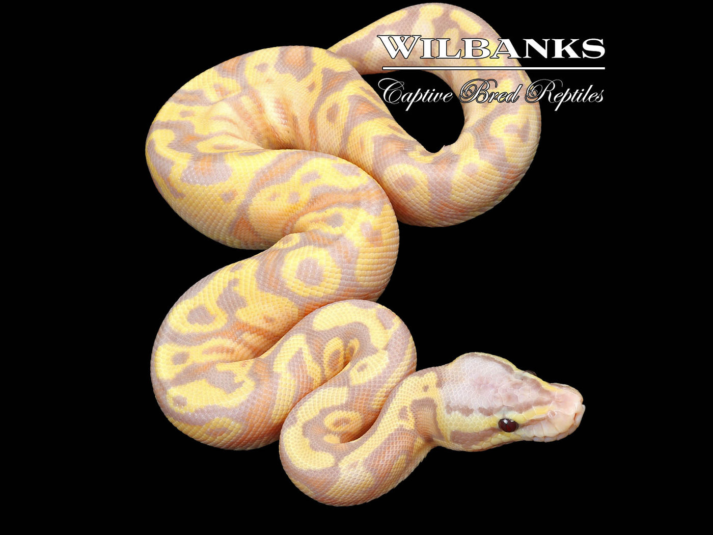 Banana Firefly Yellow Belly or Asphalt Ball Python ♂ '23