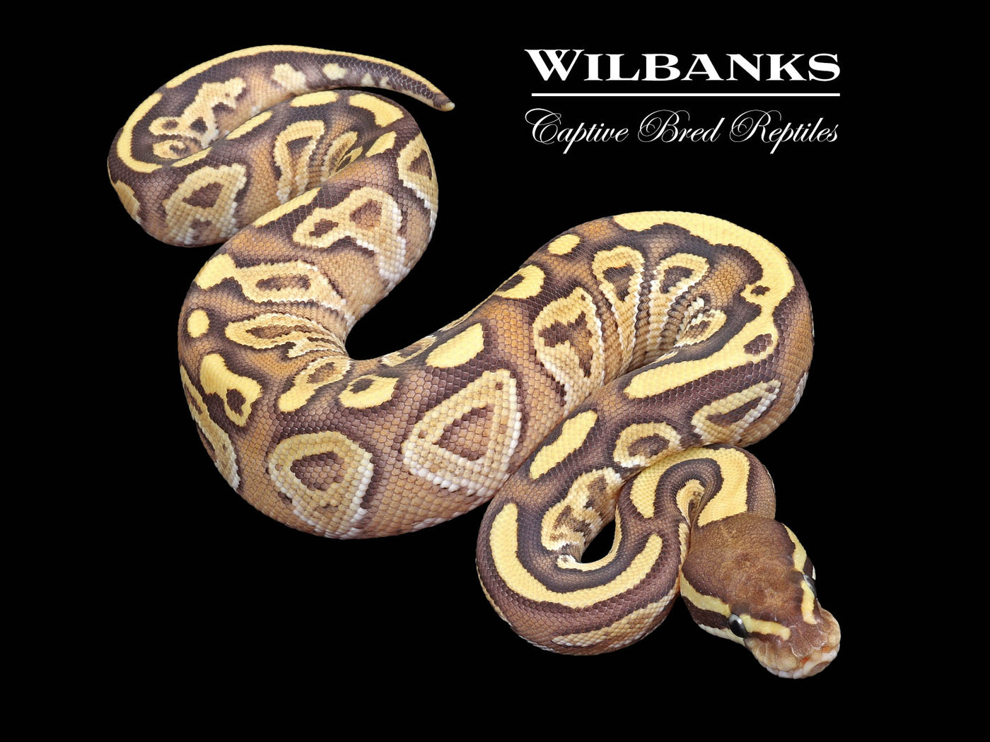 Fire Phantom Ball Python ♀ '23