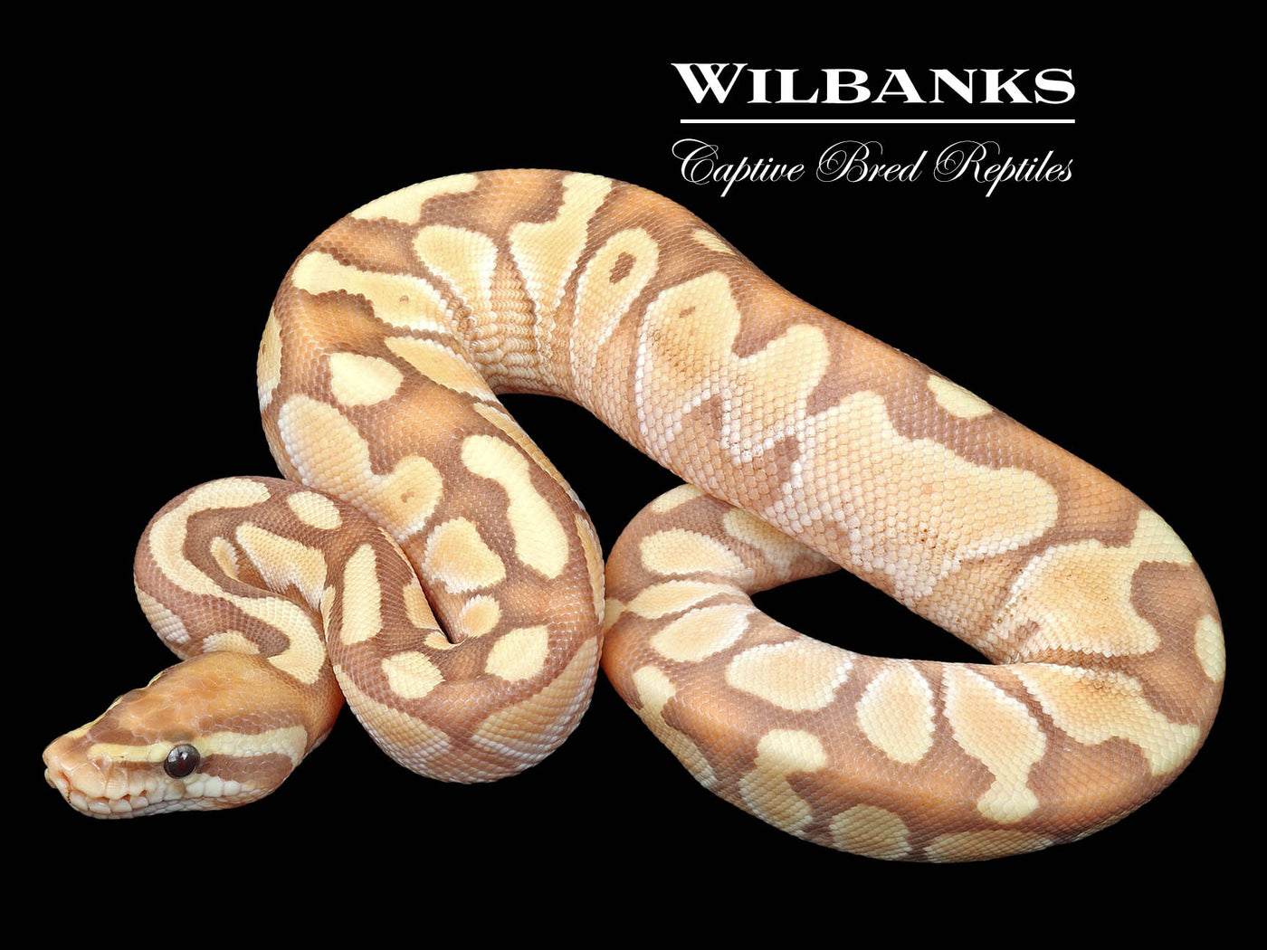Banana Butter Ball Python ♂ '23