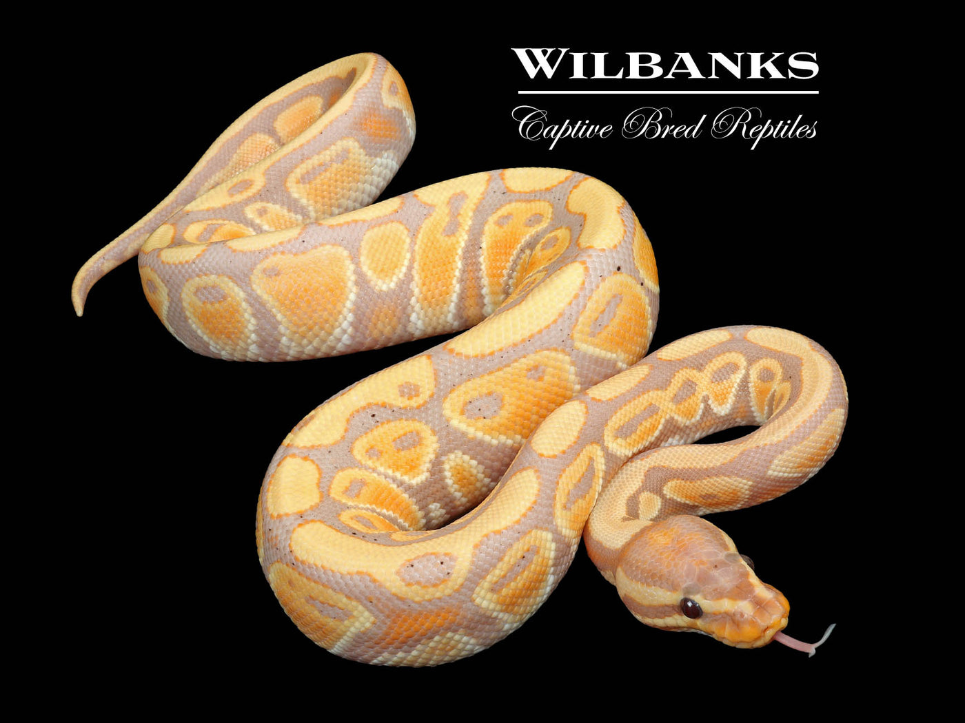 Banana 100% Het. Clown Ball Python ♂ '23