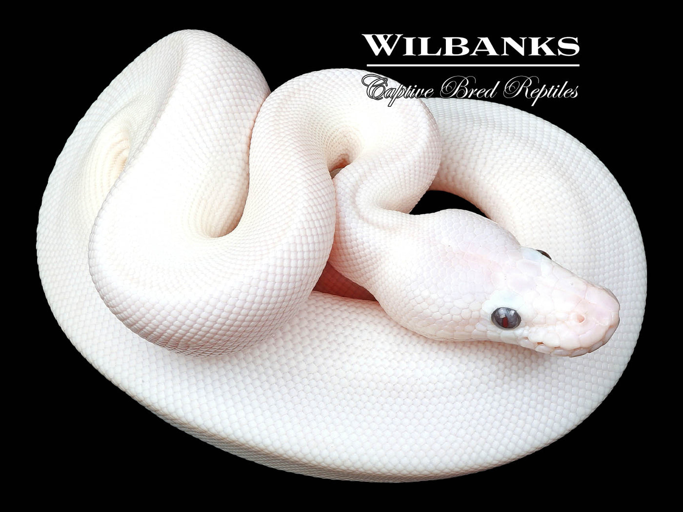 Banana Blue Eyed Lucy (Butter Phantom) Ball Python ♂ '23