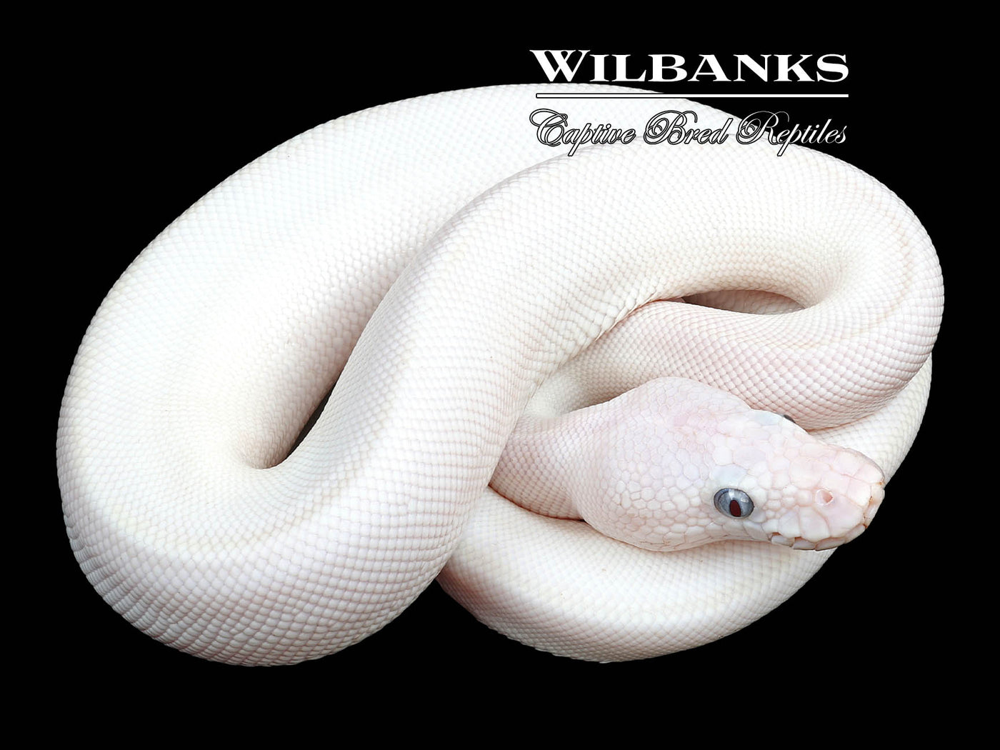 Blue Eyed Leucistic (Lucy) (Bamboo Butter) Ball Python ♂ '23