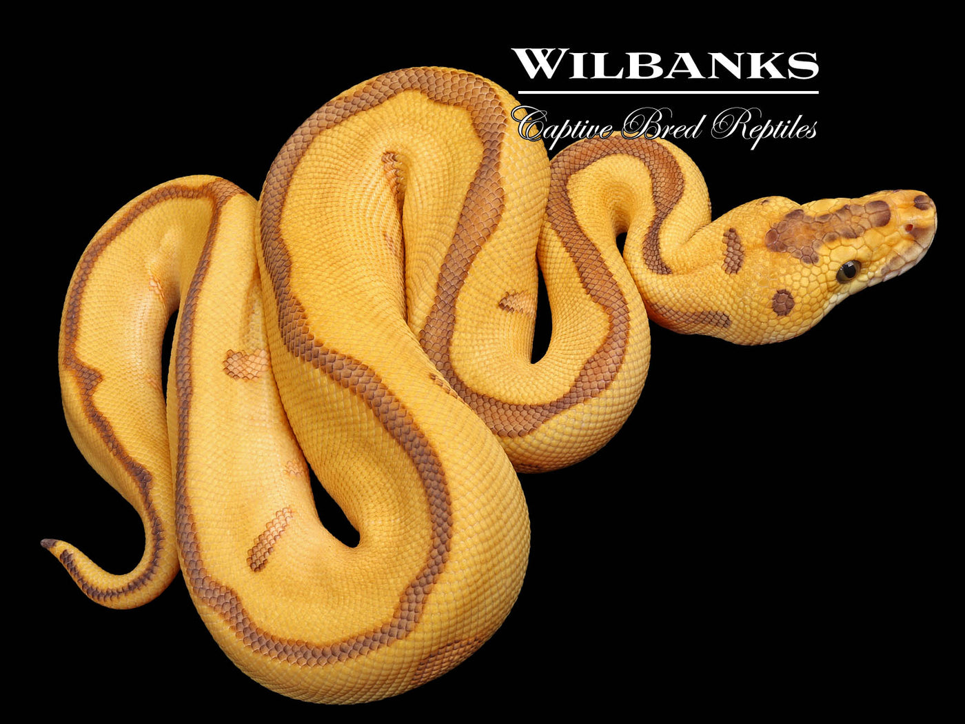 Leopard Butter Enchi Clown Ball Python ♂ '23