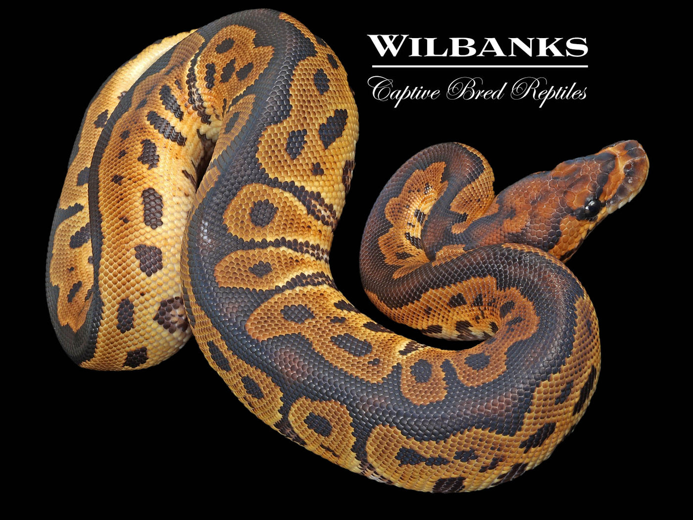 Clown Ball Python ♂ '23