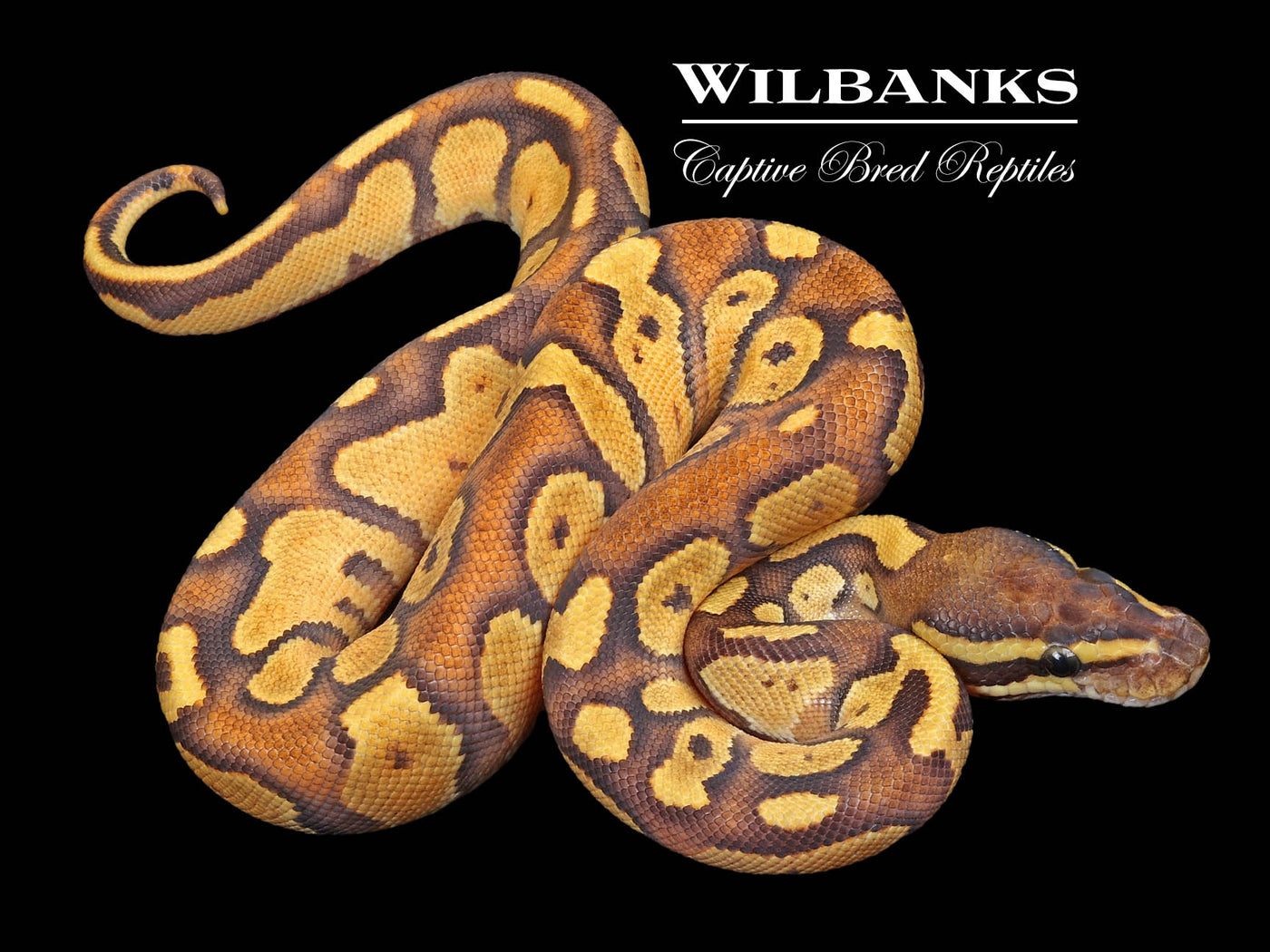 Blackhead Enchi Fire Ball Python ♀ '23