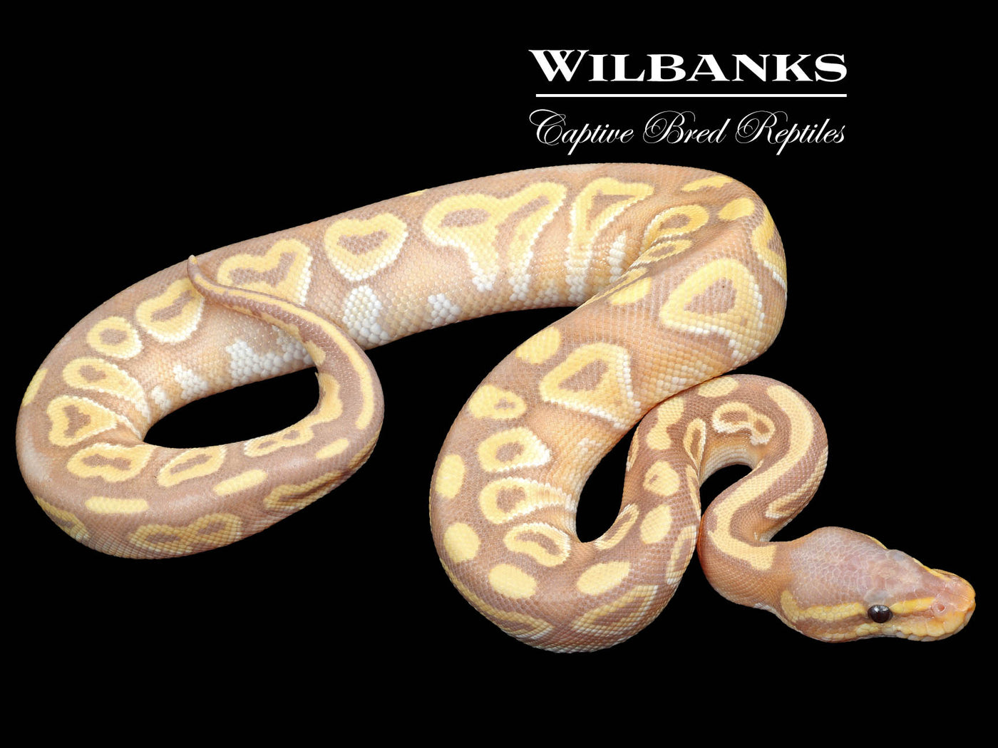 Banana Mojave Ball Python ♂ '23