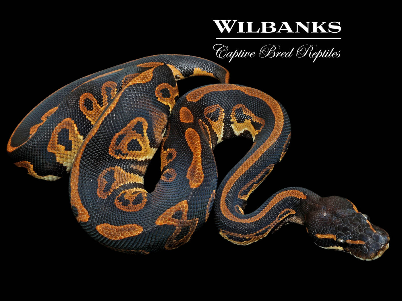 Leopard Blackhead 100% Het. Lavender Albino Ball Python ♂ '23