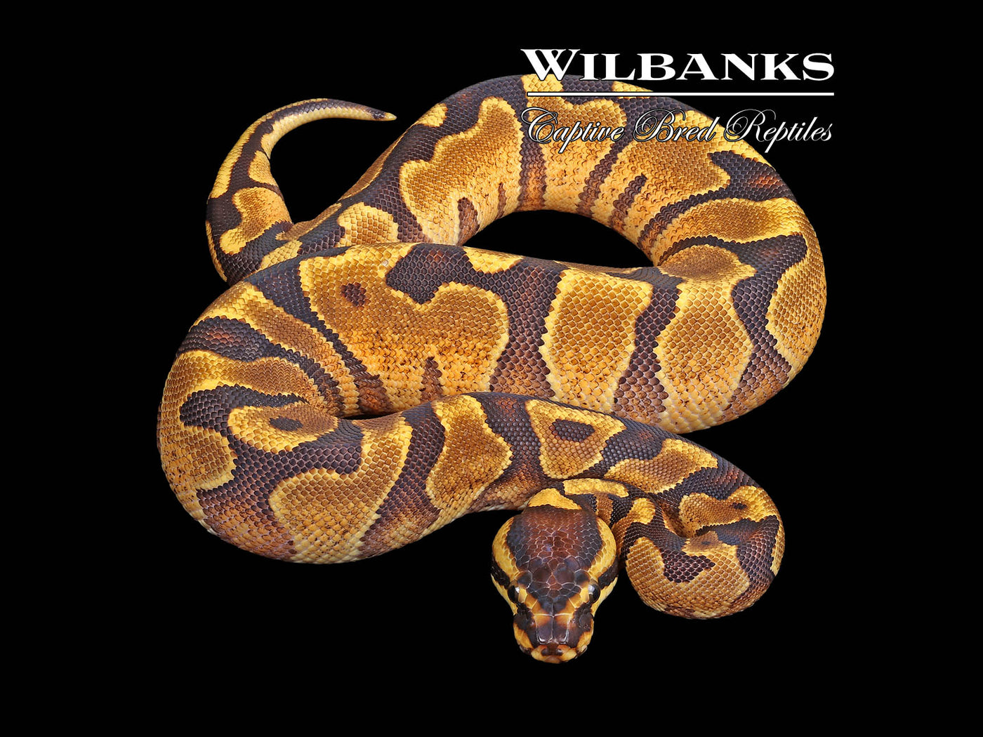 Enchi Yellow Belly Ball Python ♀ '23