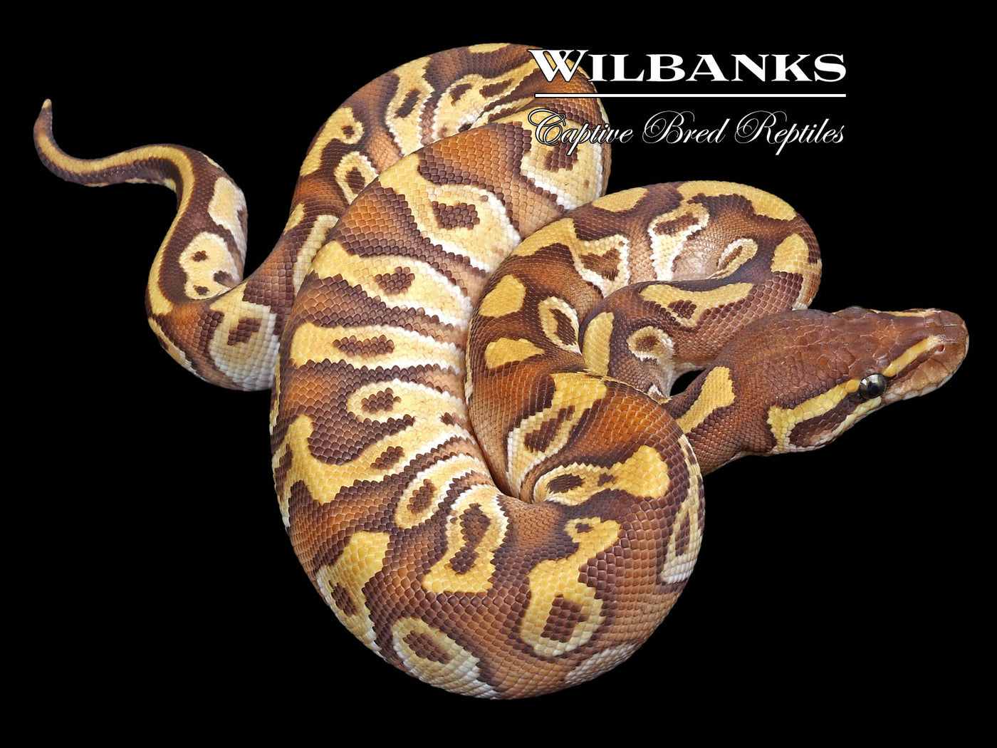 Mojave Enchi Ball Python ♂ '23