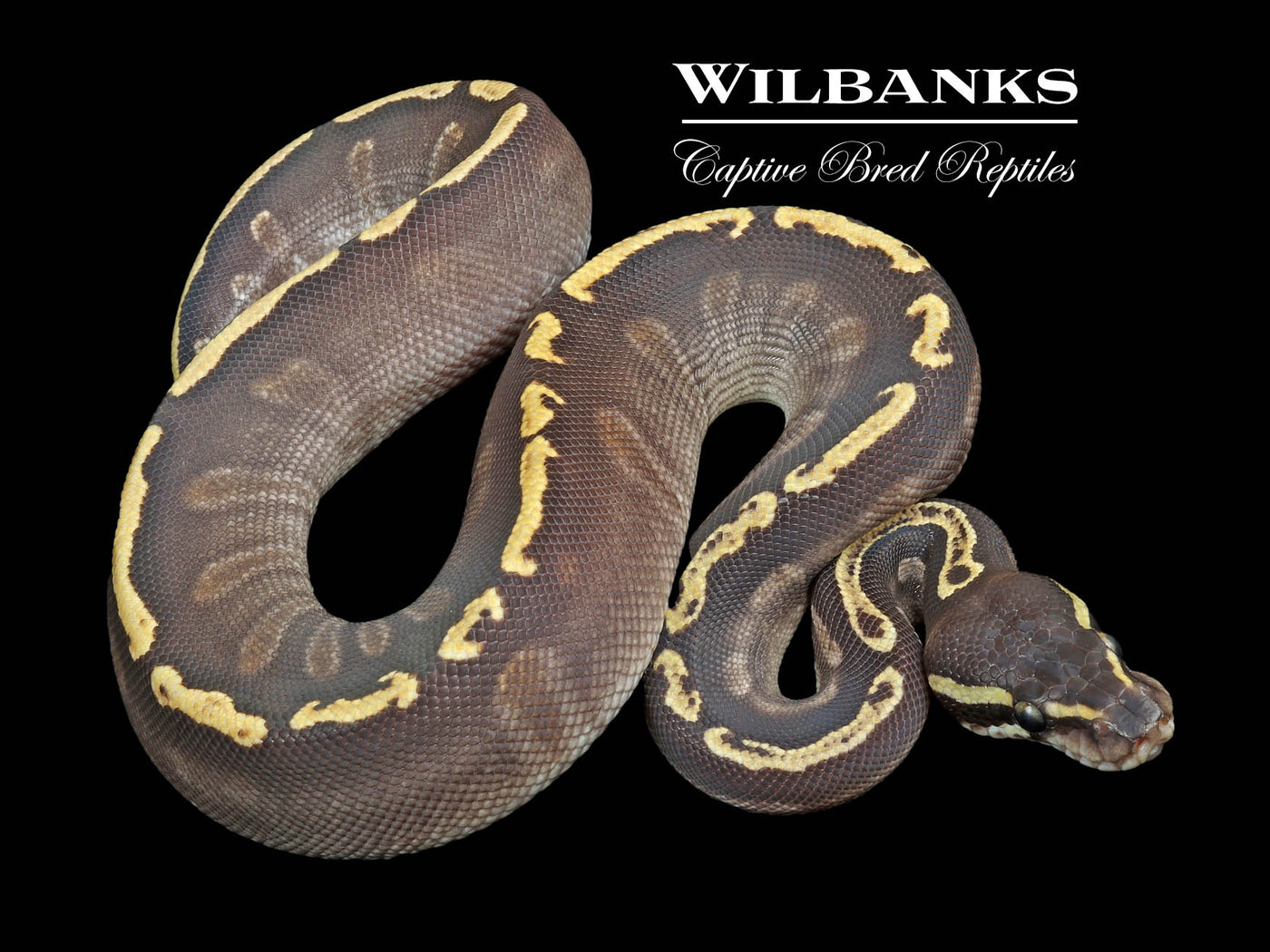 Mojave GHI 100% Het. Orange Crush Ball Python ♀ '23
