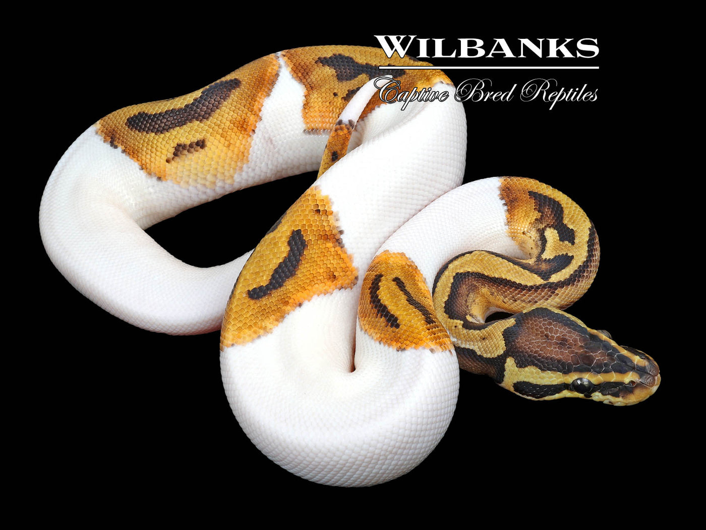 Pastel Pied Ball Python ♂ '23