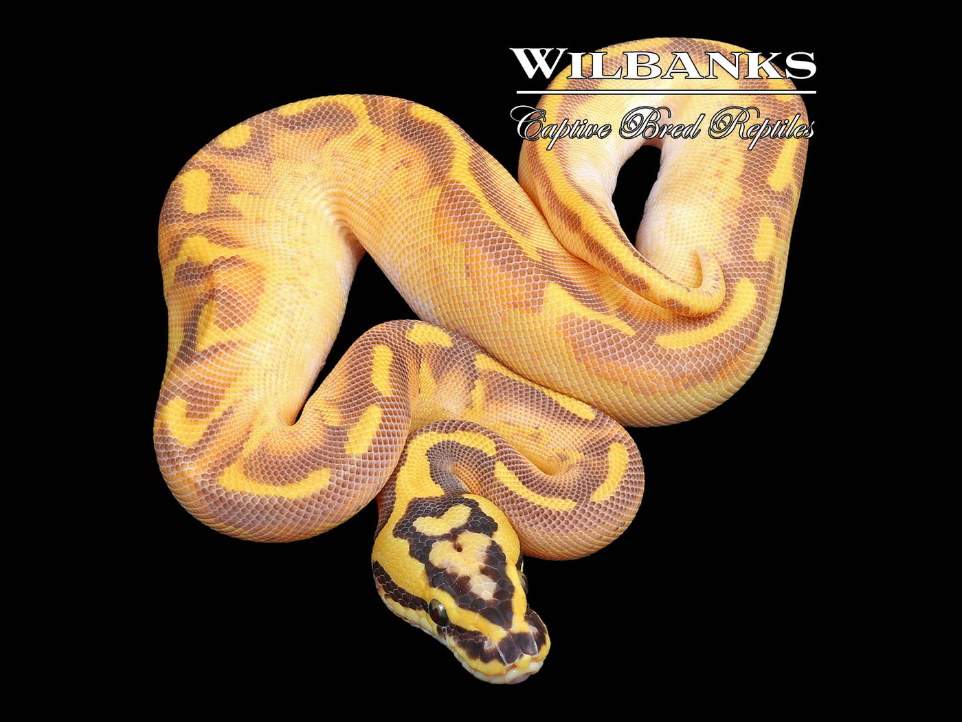 Pastel Sugar Mardi Gras Ball Python ♀ '23