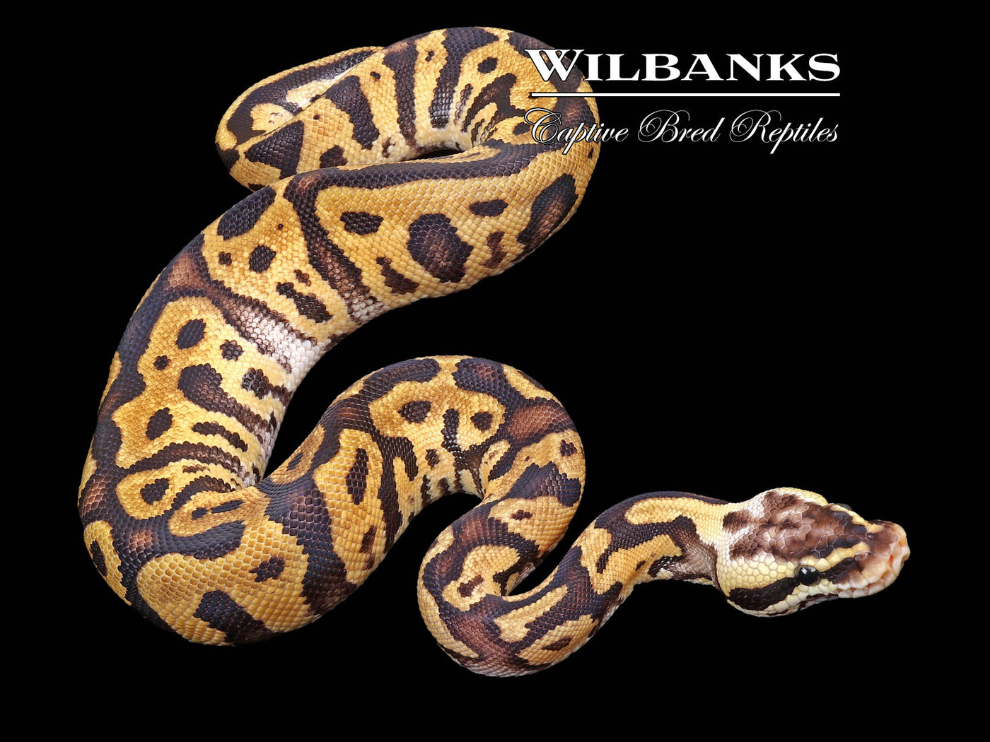 Pastel Leopard Fire or Vanilla Ball Python ♂ '23