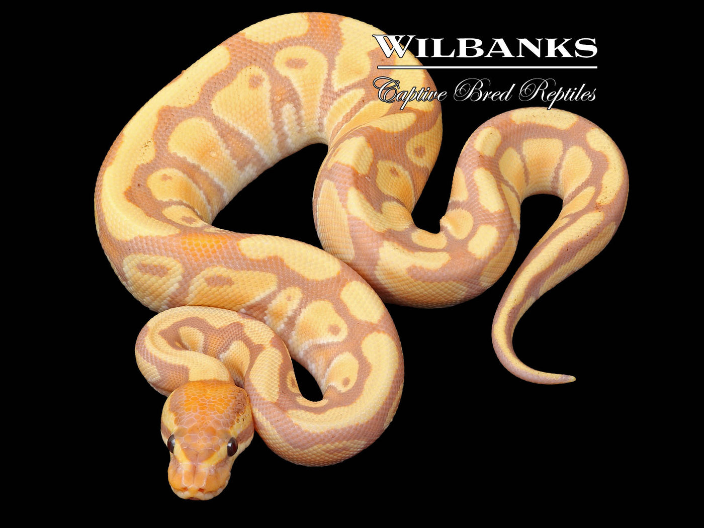 Banana Enchi Ball Python ♂ '23