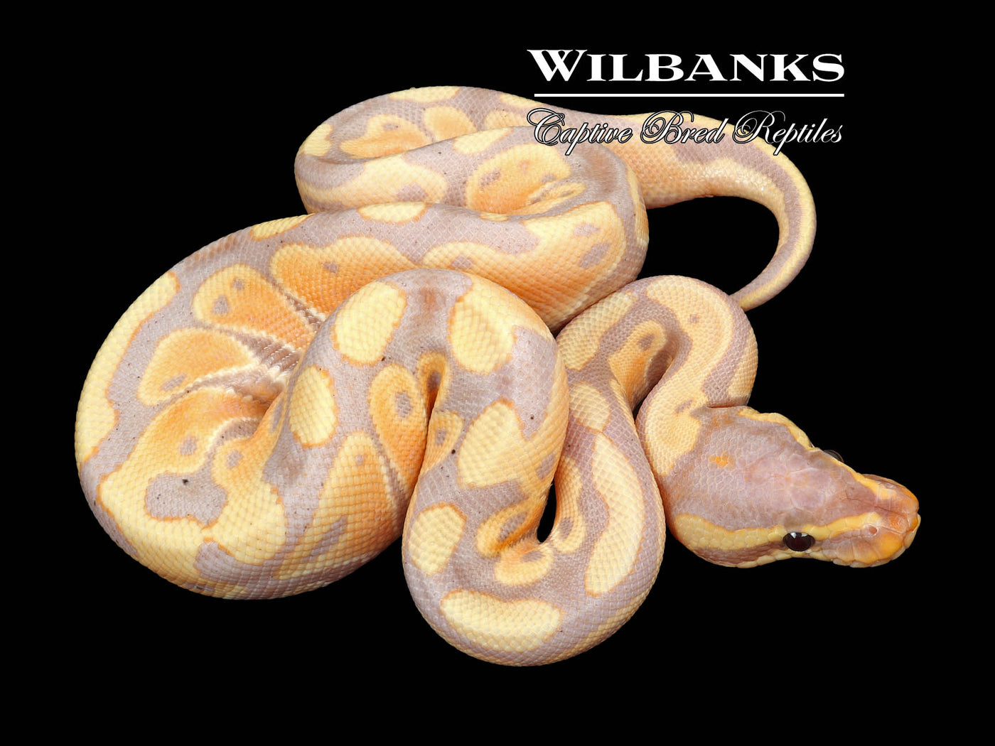 Banana 100% Het. Clown Ball Python ♂ '23