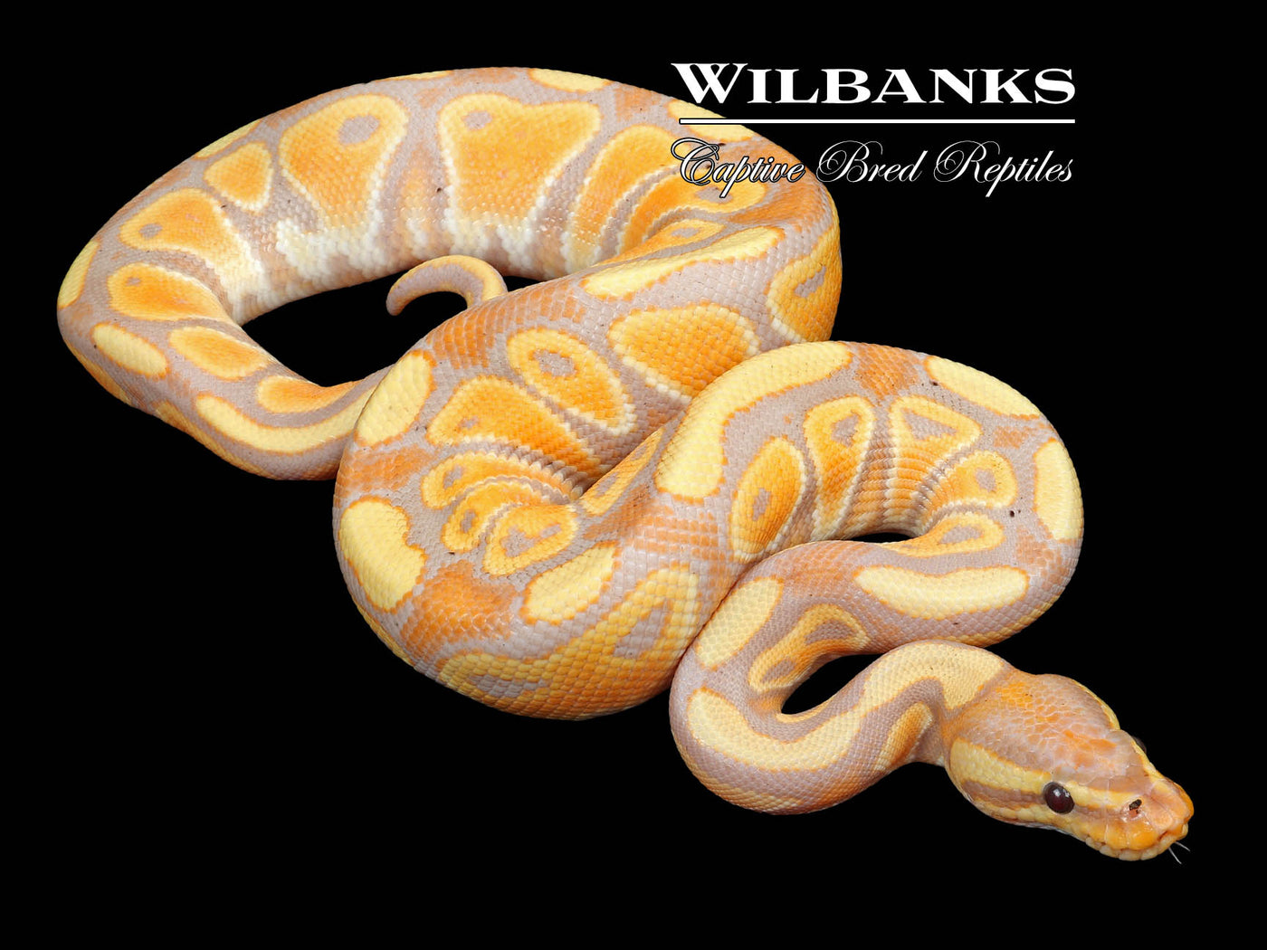 Banana 100% Het. Clown Ball Python ♂ '23