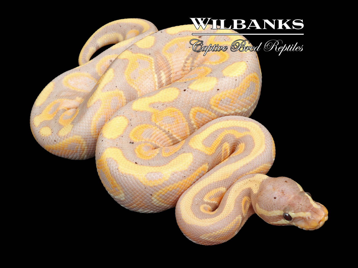 Banana 100% Het. Pied Ball Python ♂ '23