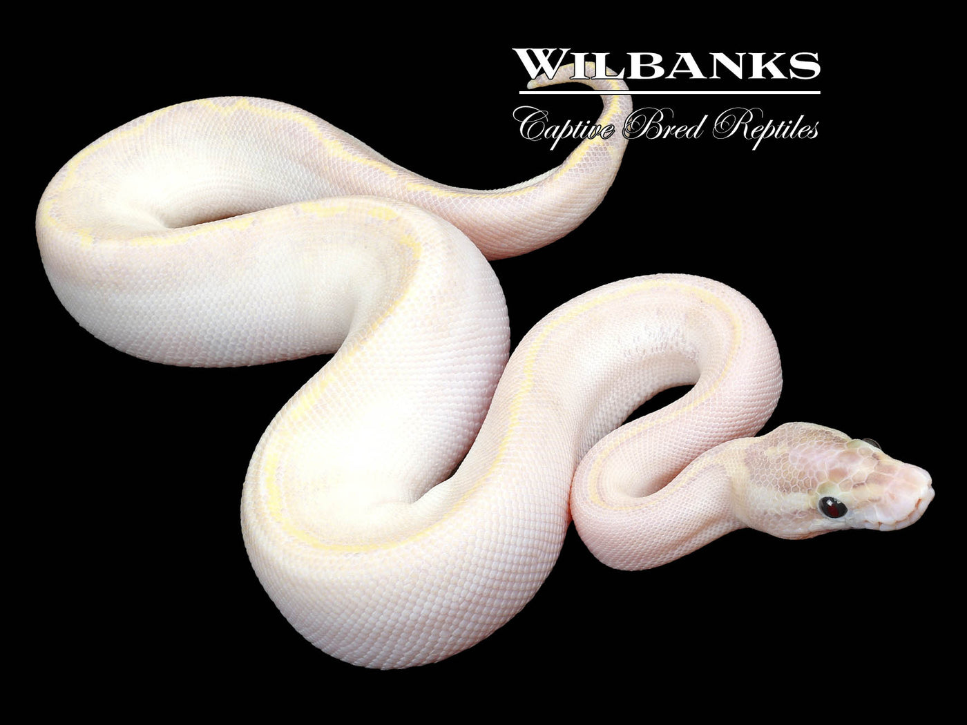 Ivory Ball Python ♀ '23