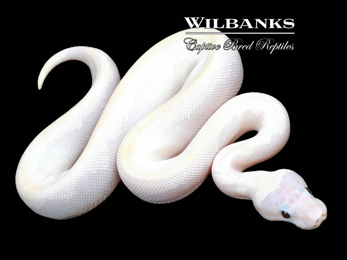 Leopard Super Fire Ball Python ♀ '23