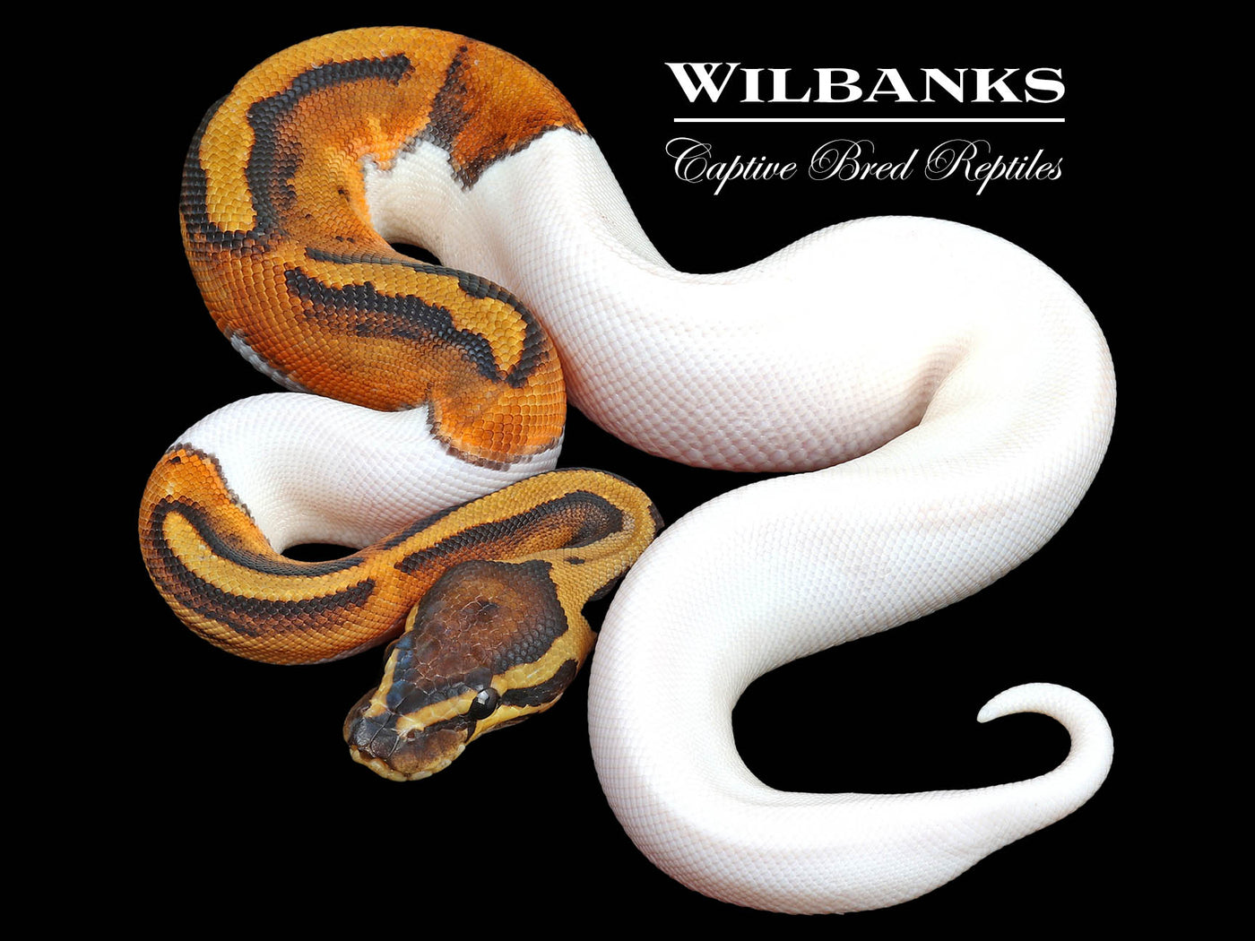 Pied 100% Het. Lavender Albino Ball Python ♀ '23