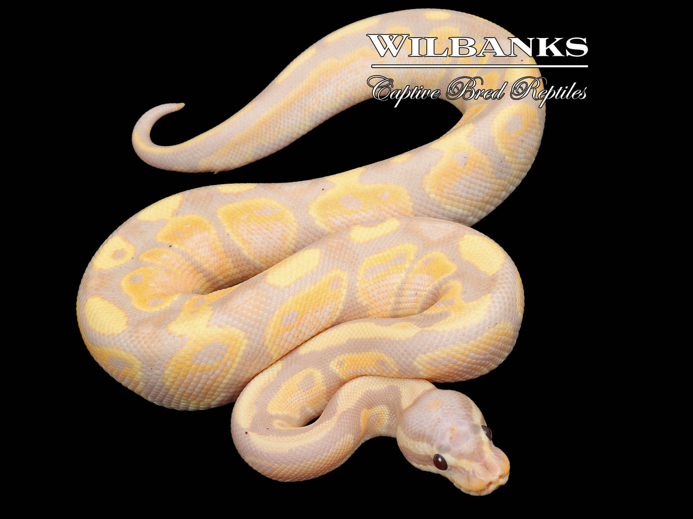 Banana Fire Ball Python ♂ '23