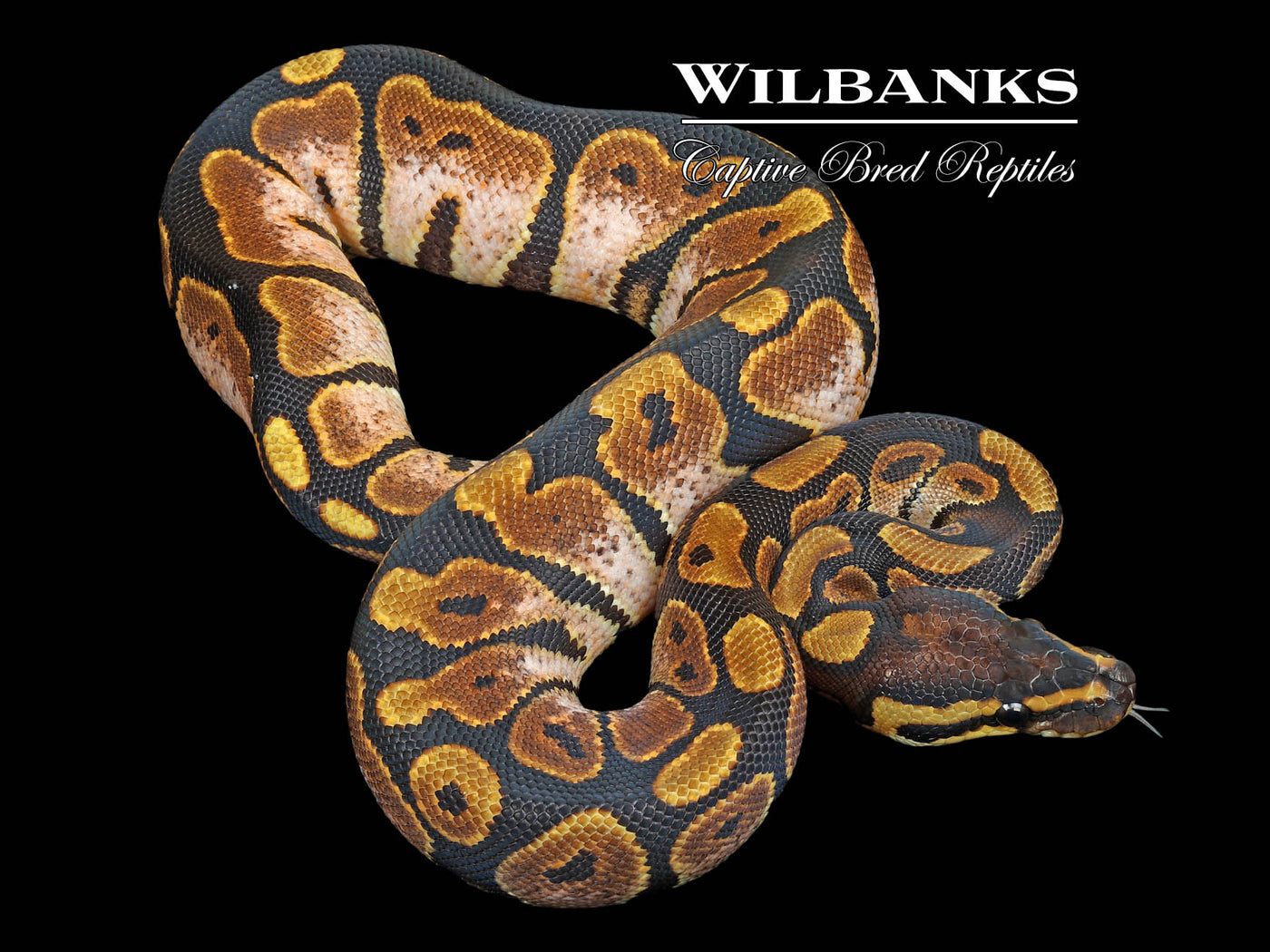Sugar Ball Python ♀ '23