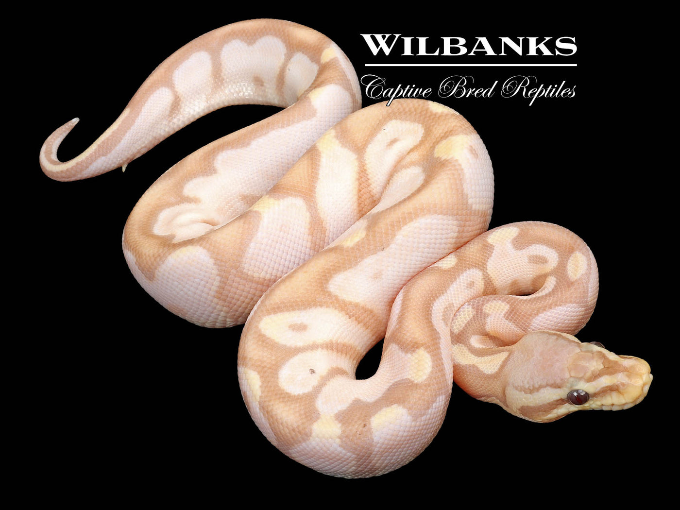 Banana Pastel Sugar Ball Python ♀ '23