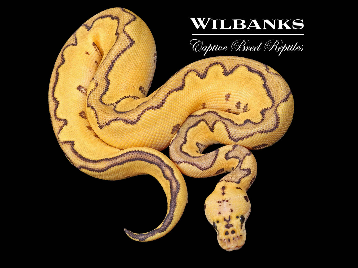 Enchi Killer Clown 66% PH Orange Crush Ball Python ♂ '23