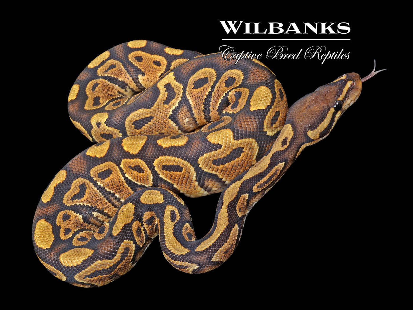 Orange Crush Yellow Belly Ball Python ♂ '23