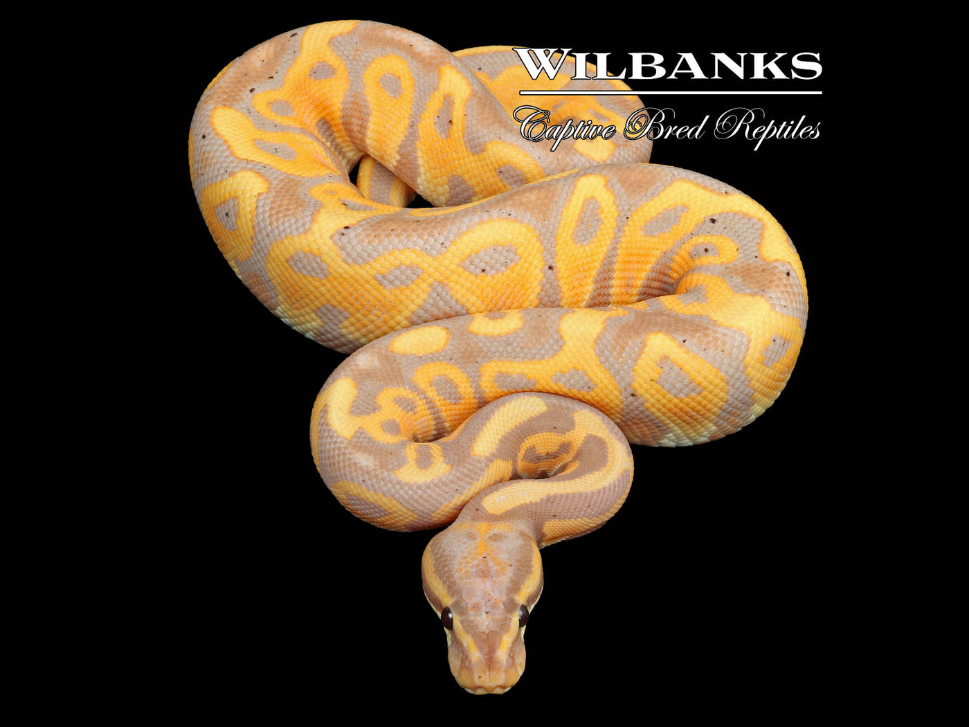 Orange Crush Leopard Banana Ball Python ♂ '23