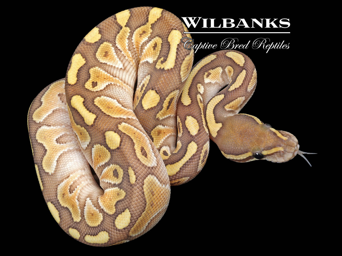 Orange Crush Butter Ball Python ♀ '23