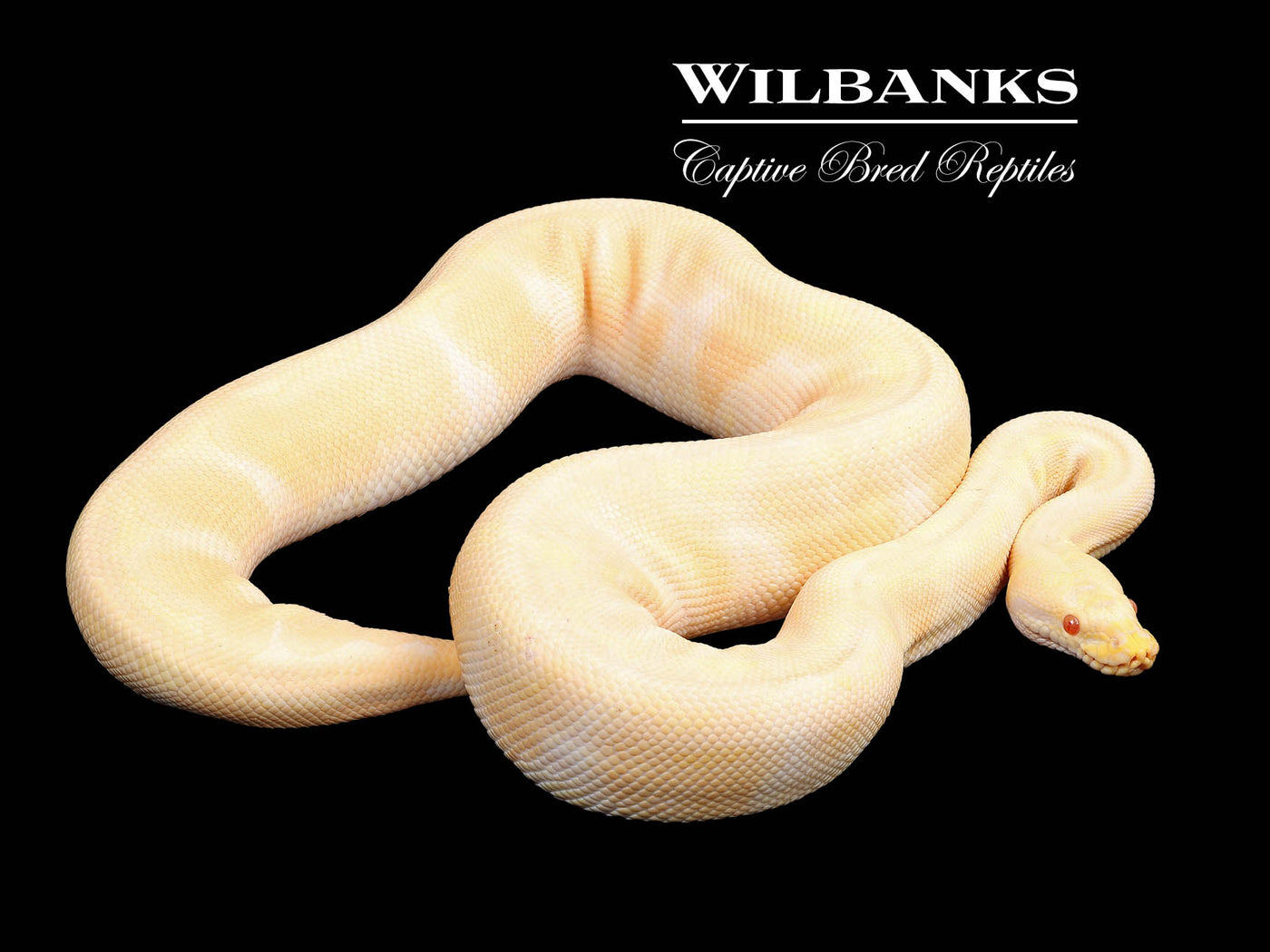 Pastel Albino Enchi (Proven Breeder) Ball Python ♂ '18