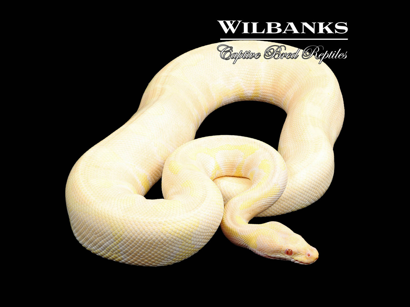 Albino Enchi (Proven Breeder) Ball Python ♂ '17