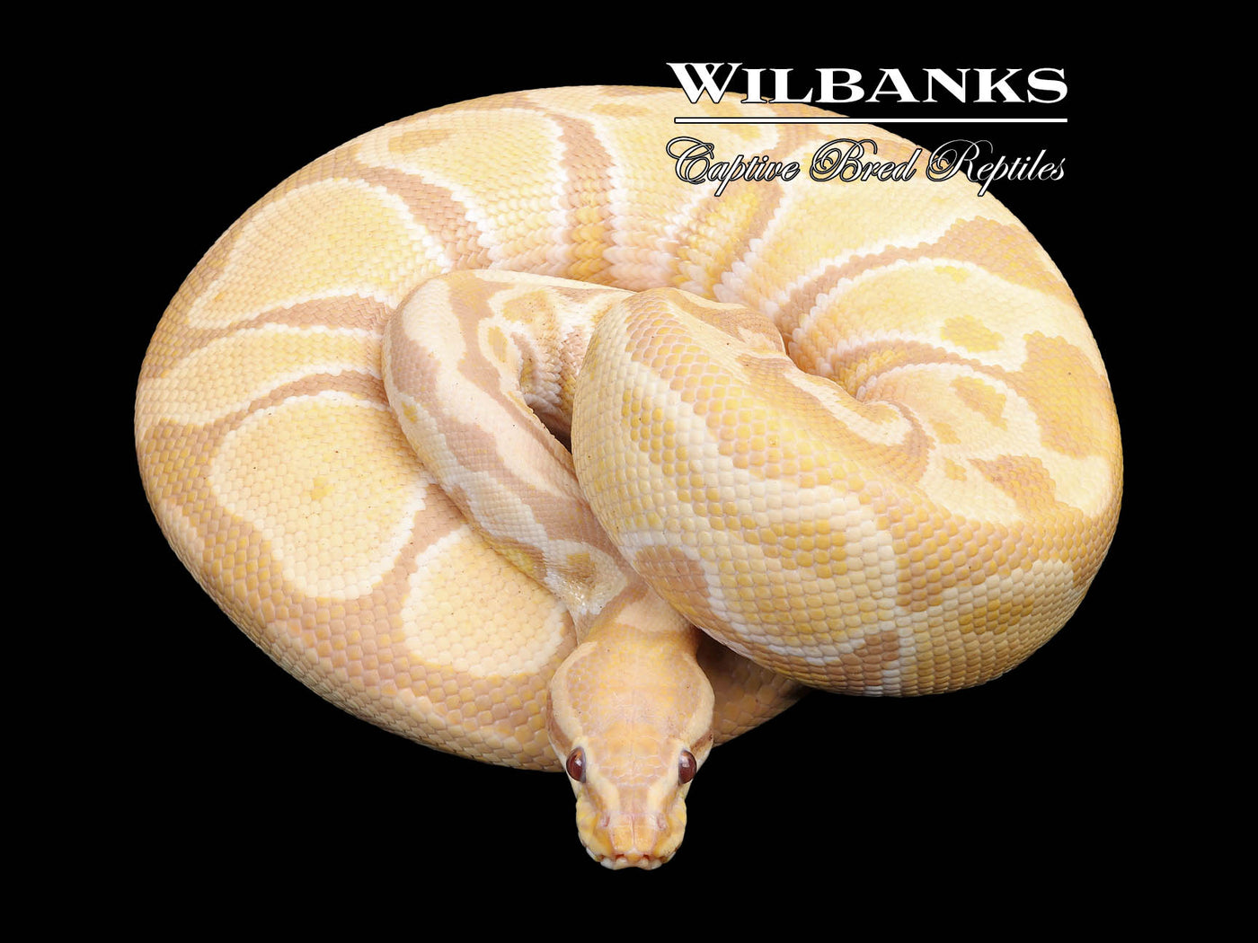 Candino (Proven Breeder) Ball Python ♂ '18
