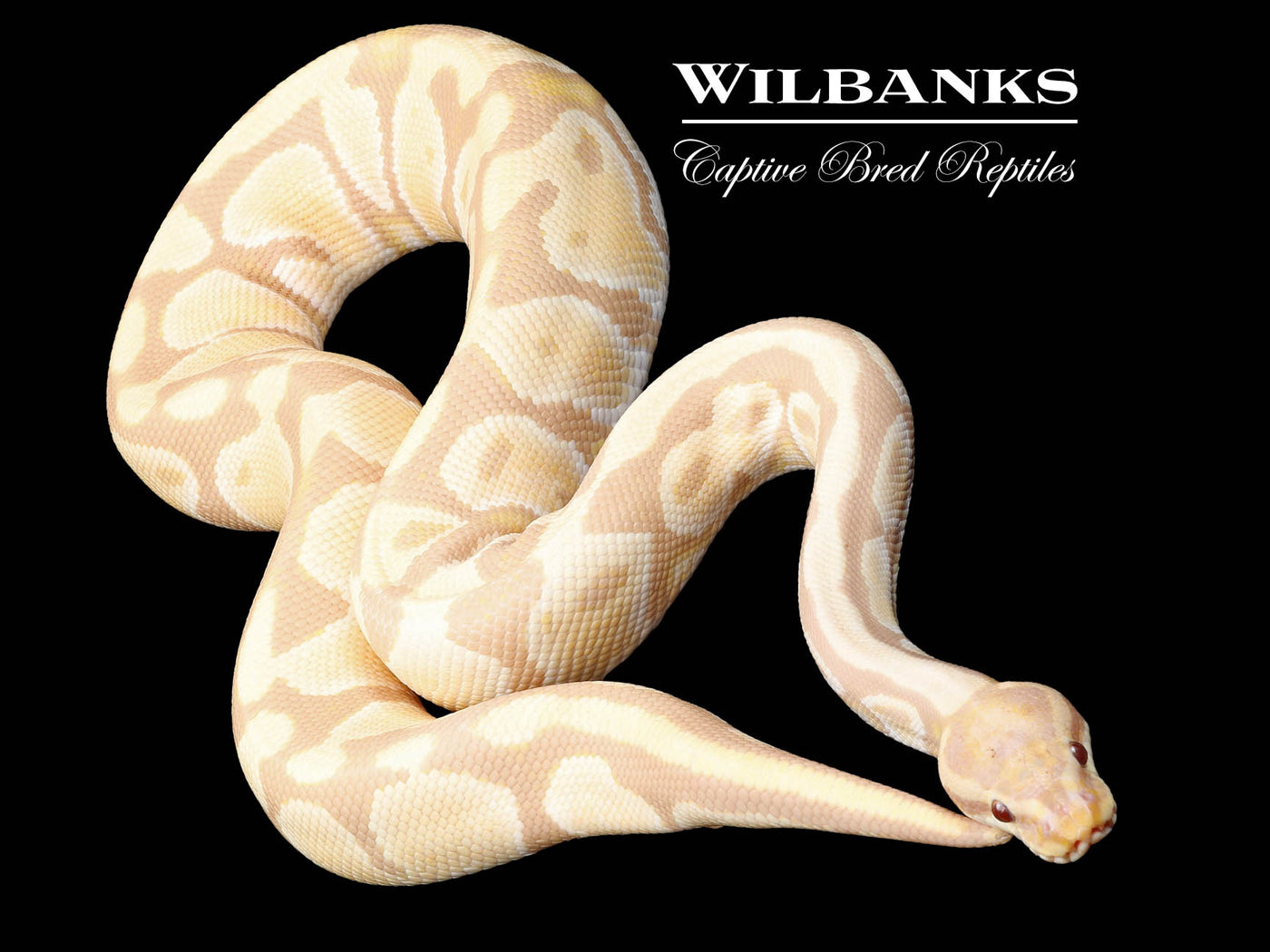 Candino (Proven Breeder) Ball Python ♂ '18