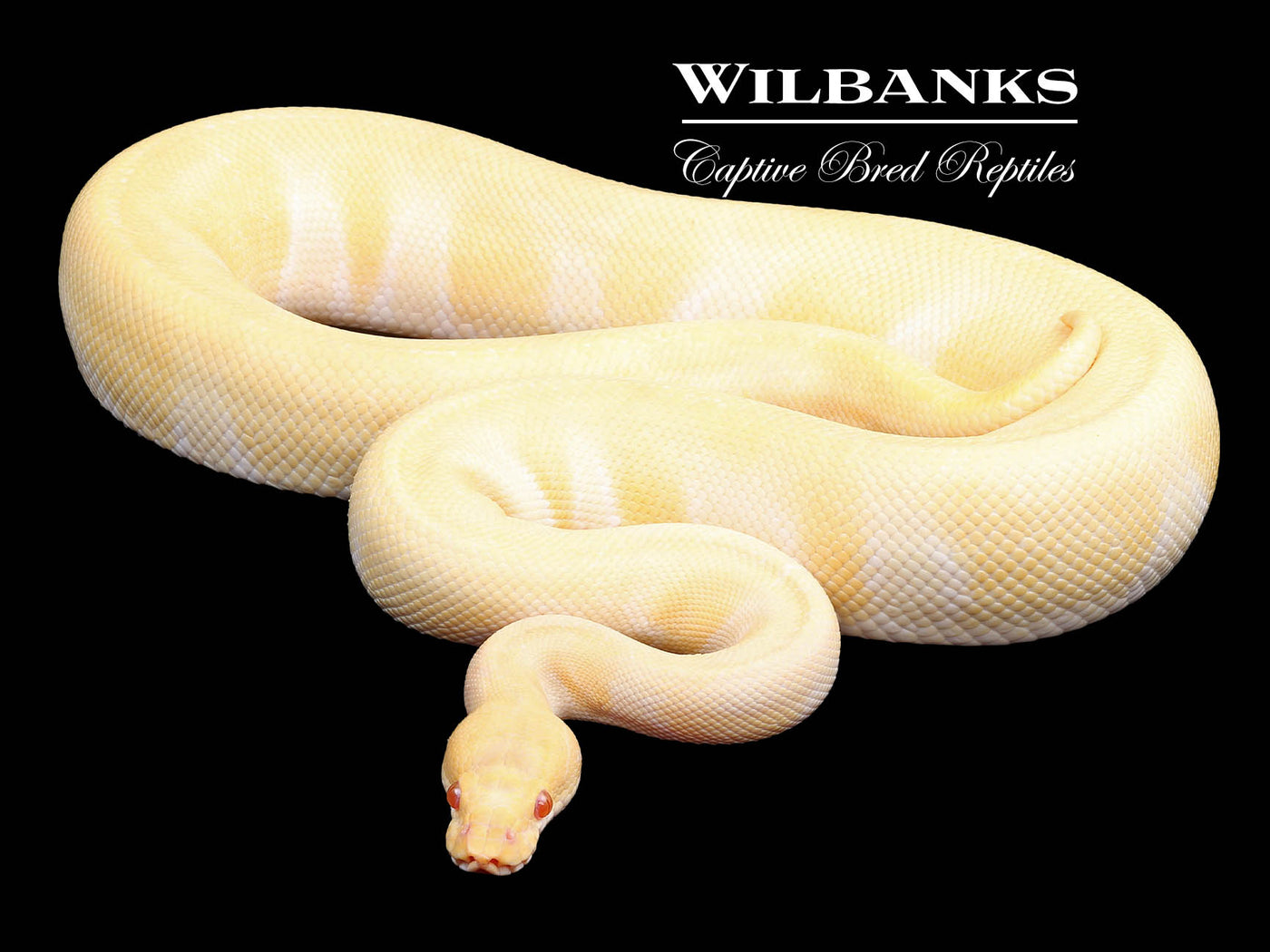 Albino Super Enchi (Proven Breeder) Ball Python ♂ '18