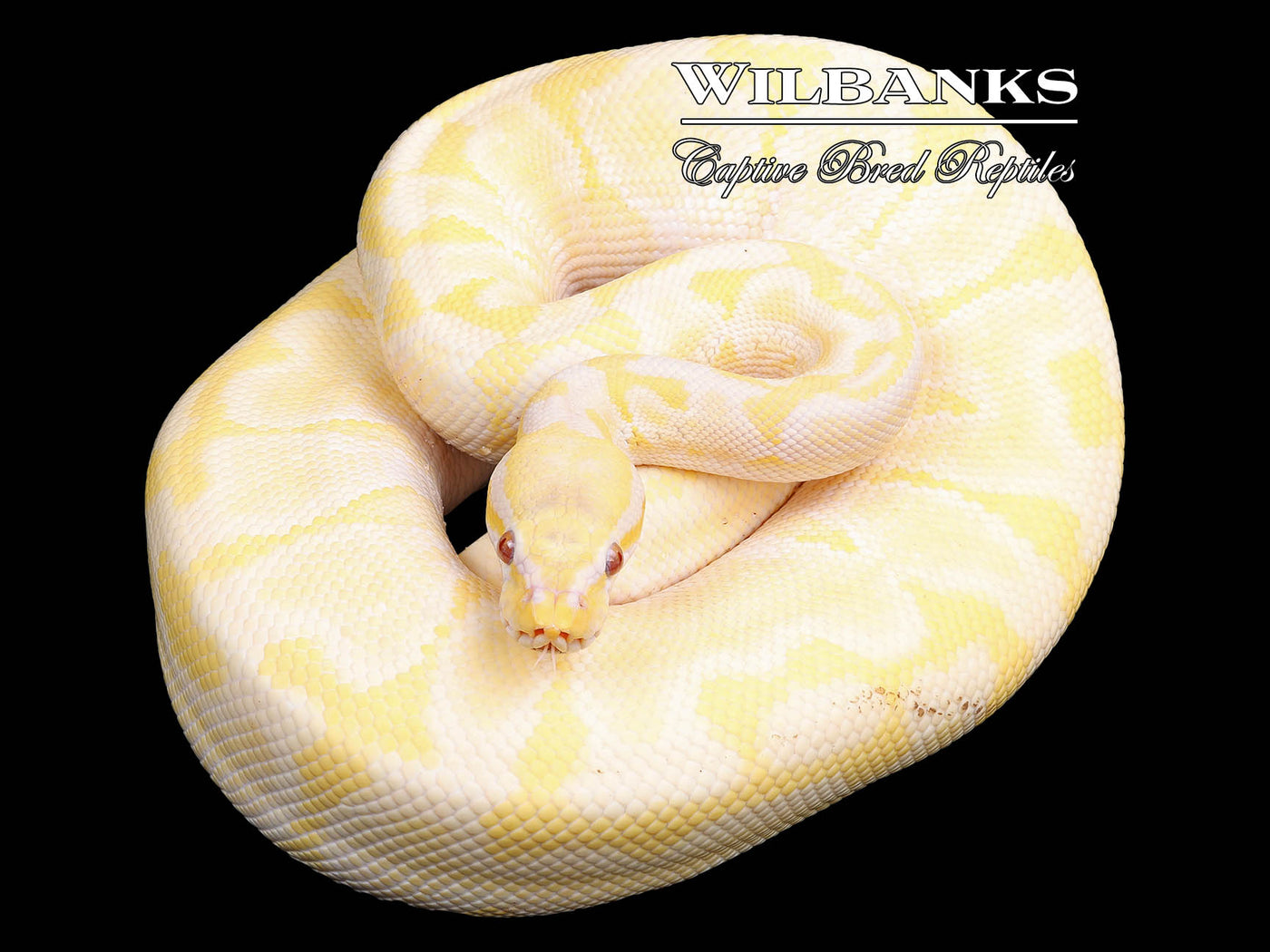 Bamboo Lavender Albino (Proven Breeder) Ball Python ♂ '18