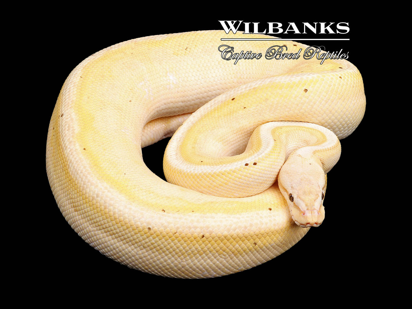Banana Pastel Genetic Stripe (Proven Breeder) Ball Python ♂ '17