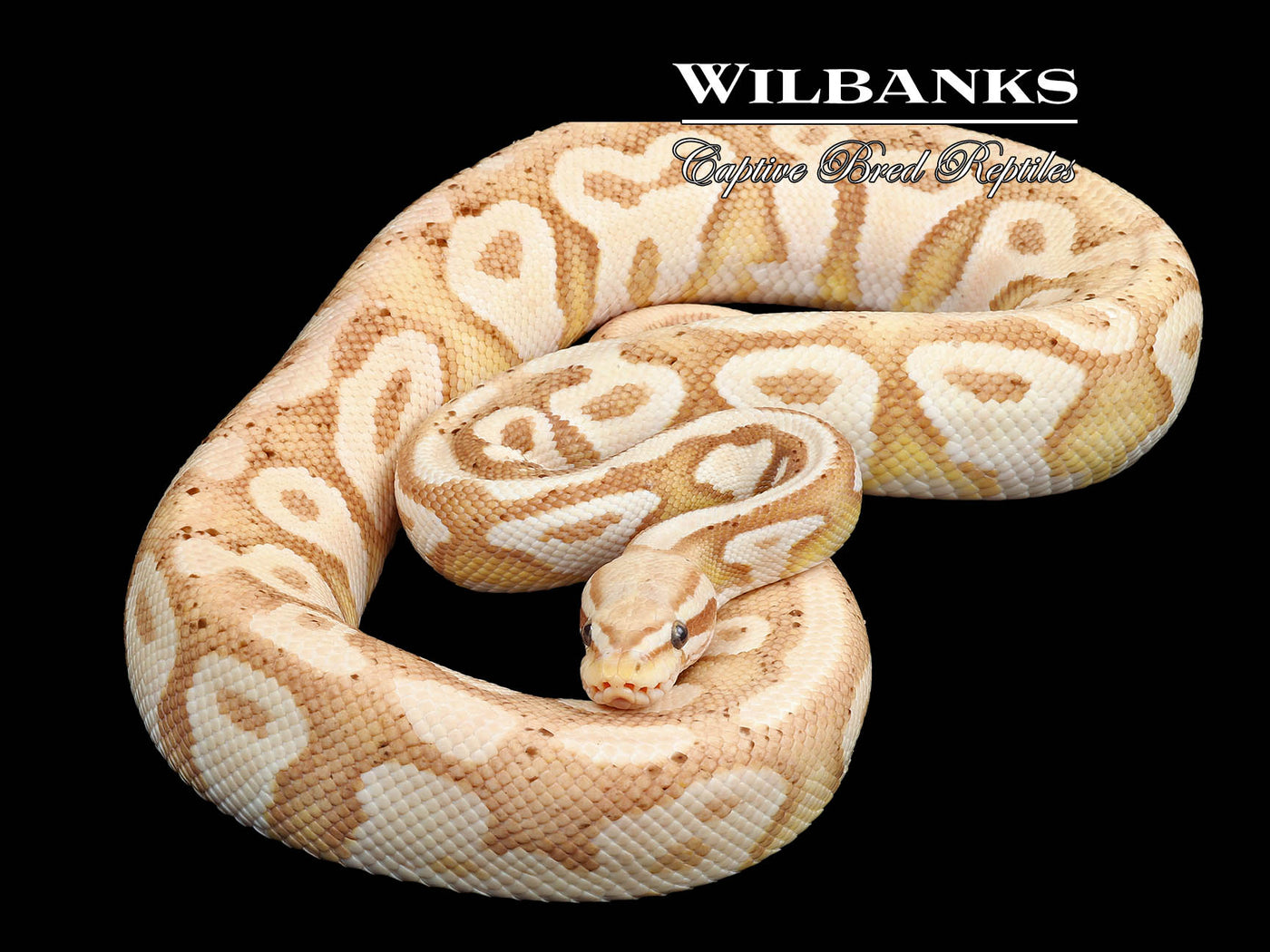 Banana Pastel Phantom (Proven Breeder) Ball Python ♂ '18