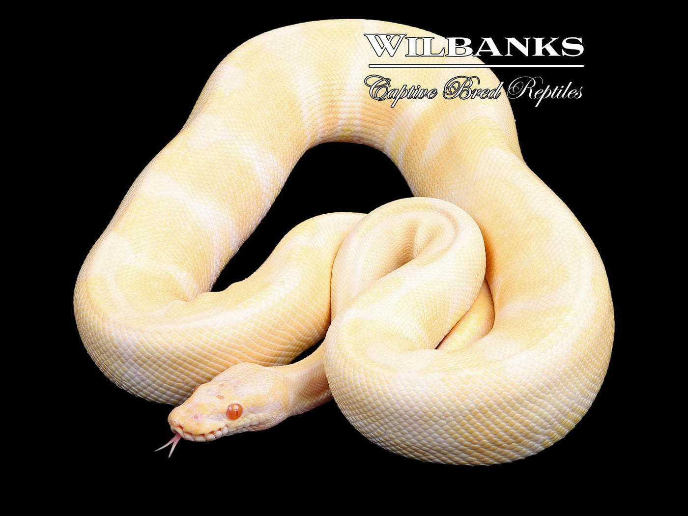 Albino Enchi (Proven Breeder) Ball Python ♂ '18