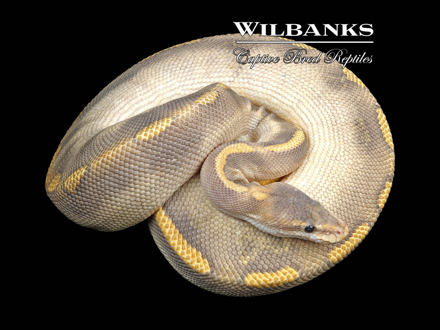Champ Crusher (Proven Breeder) Ball Python ♂ '18