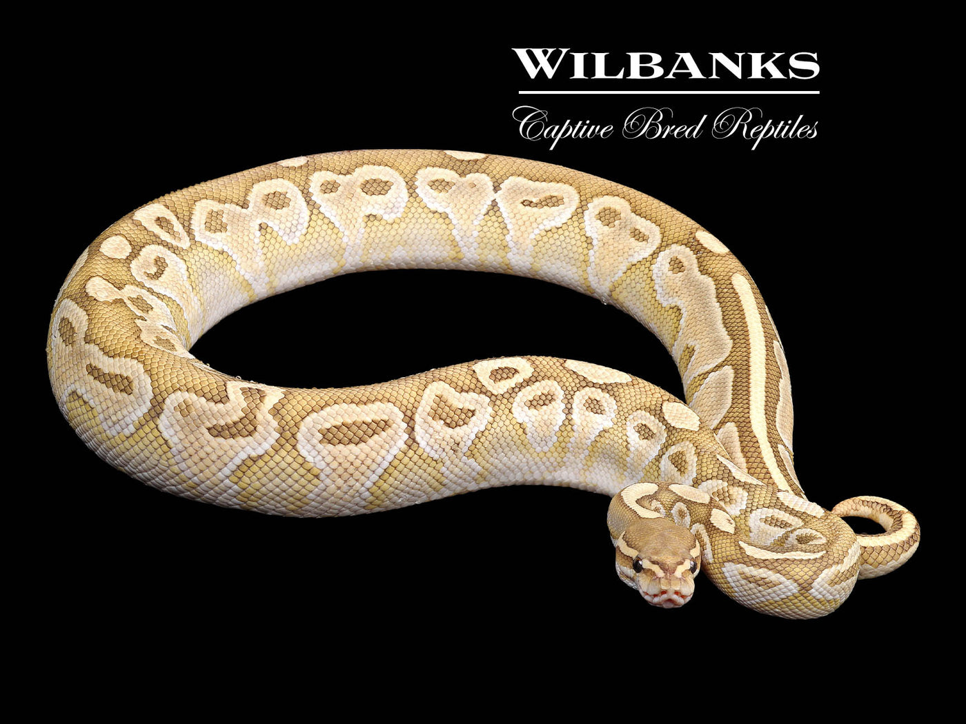 Butter Orange Crush (Proven Breeder) Ball Python ♂ '18