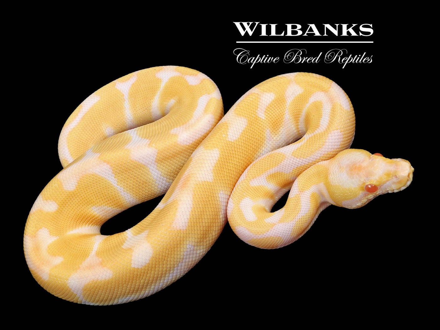 Albino Enchi Ball Python ♀ '23