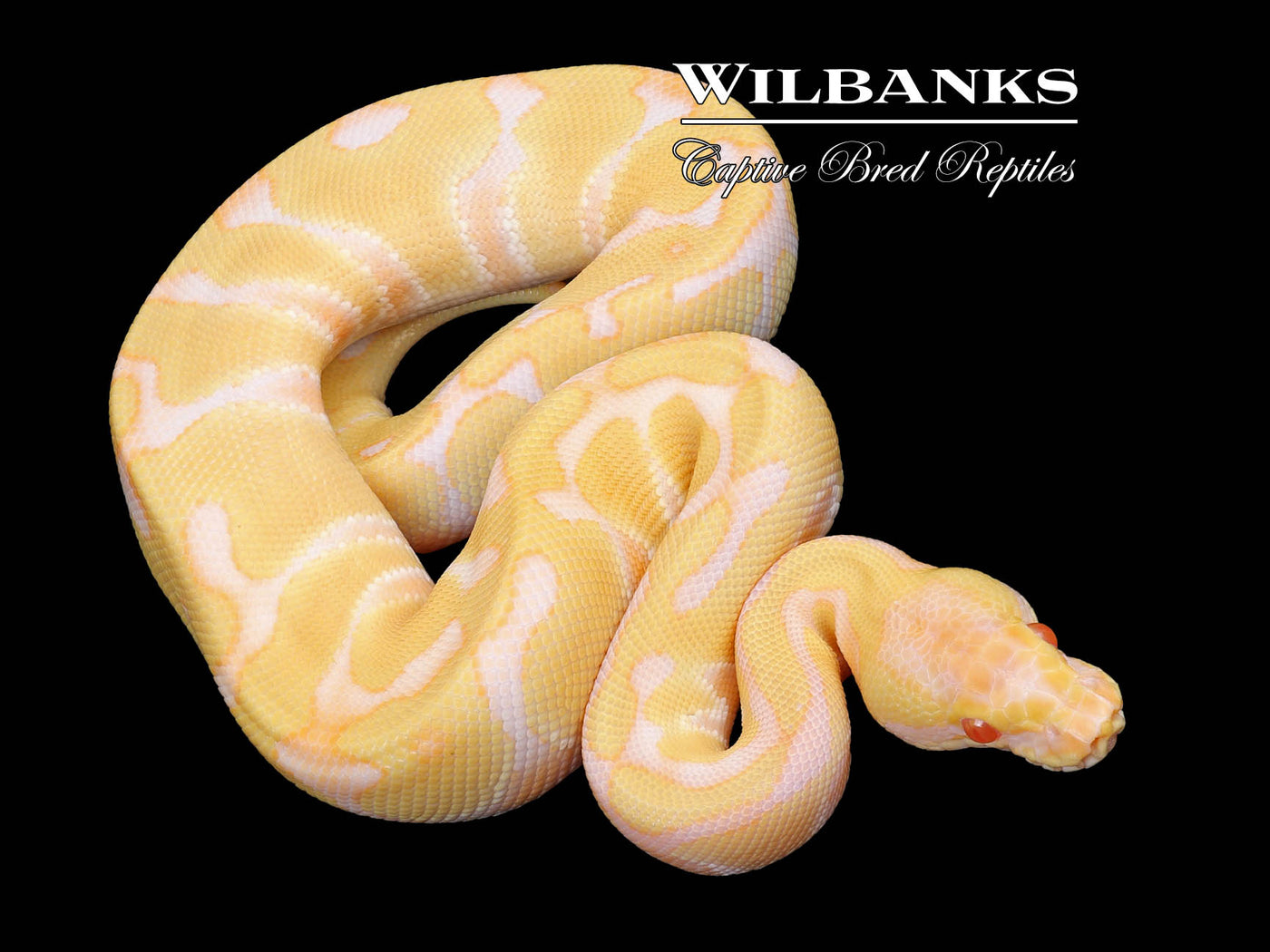Albino Enchi Ball Python ♂ '23