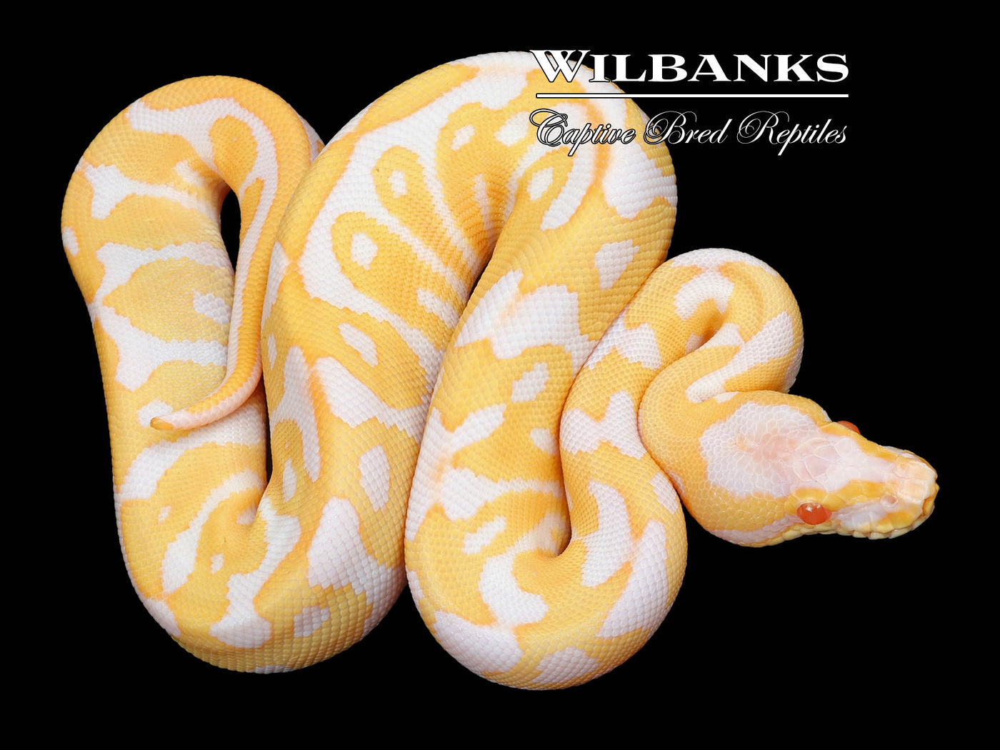 Albino Leopard Ball Python ♀ '23