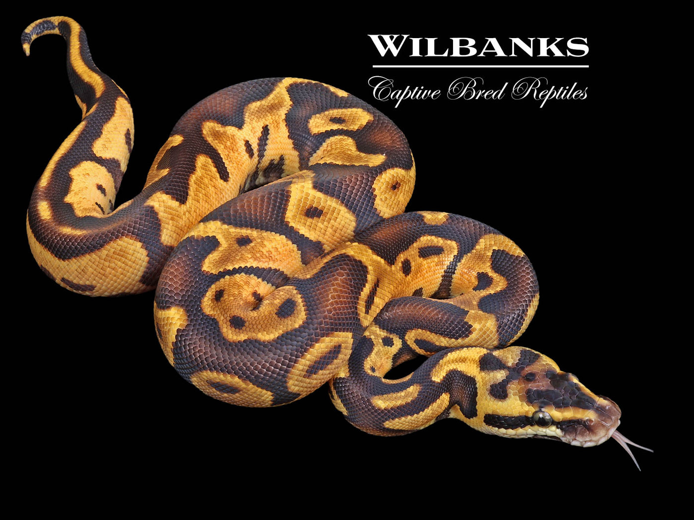Pastel Super Enchi Leopard Ball Python ♀ '23