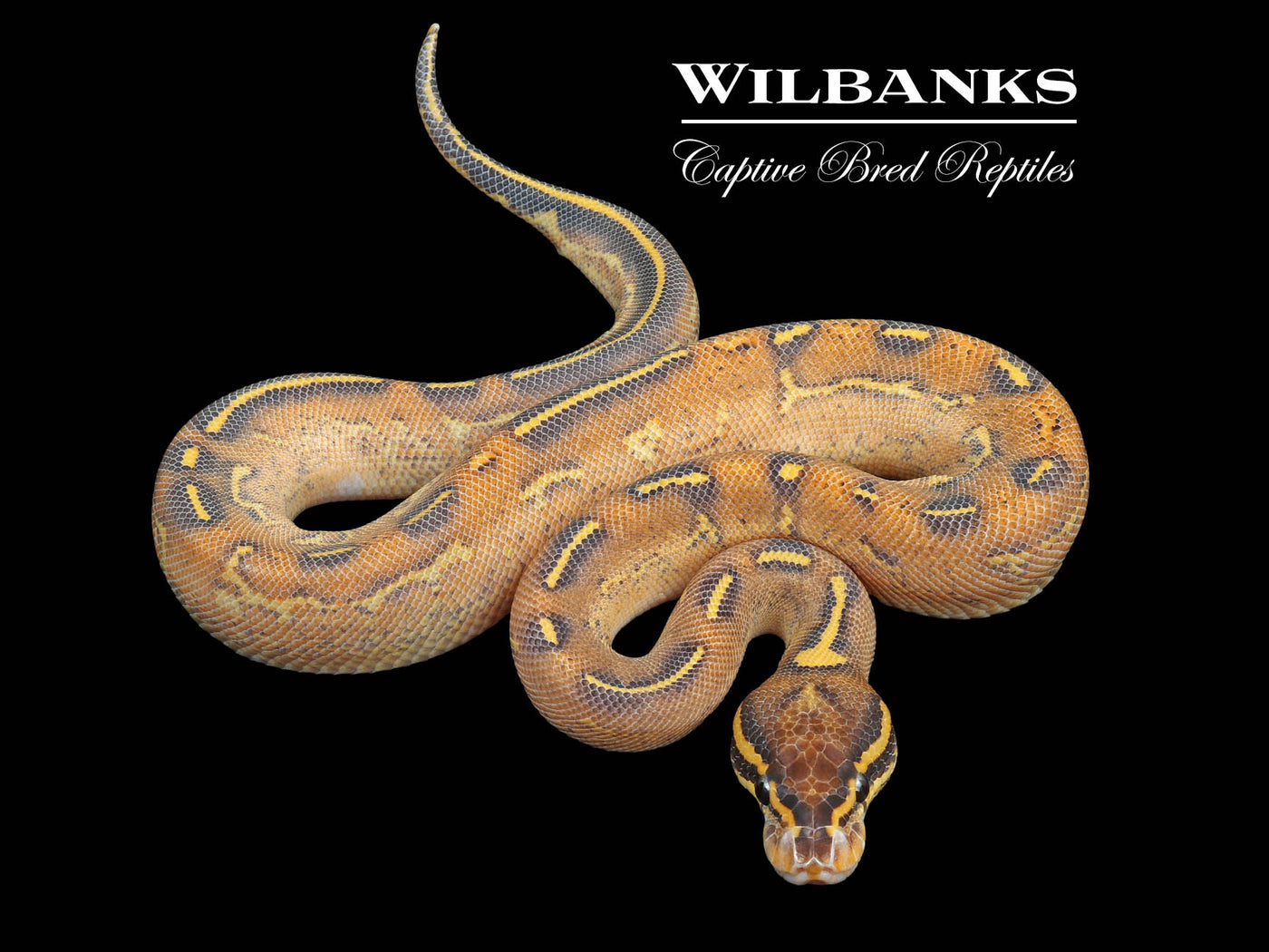 Freeway Ball Python ♂ '23