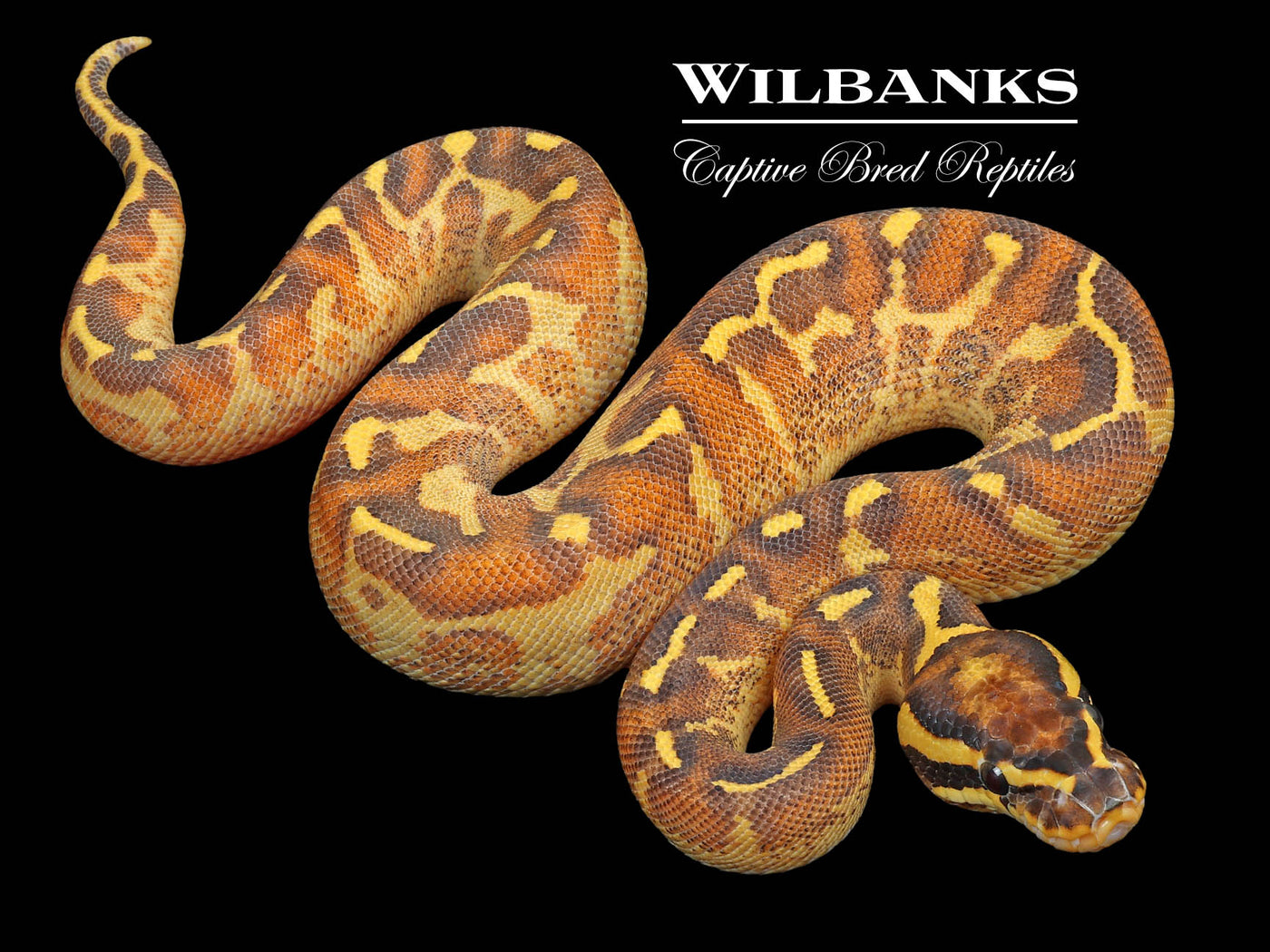 Mardi Gras Ball Python ♀ '23