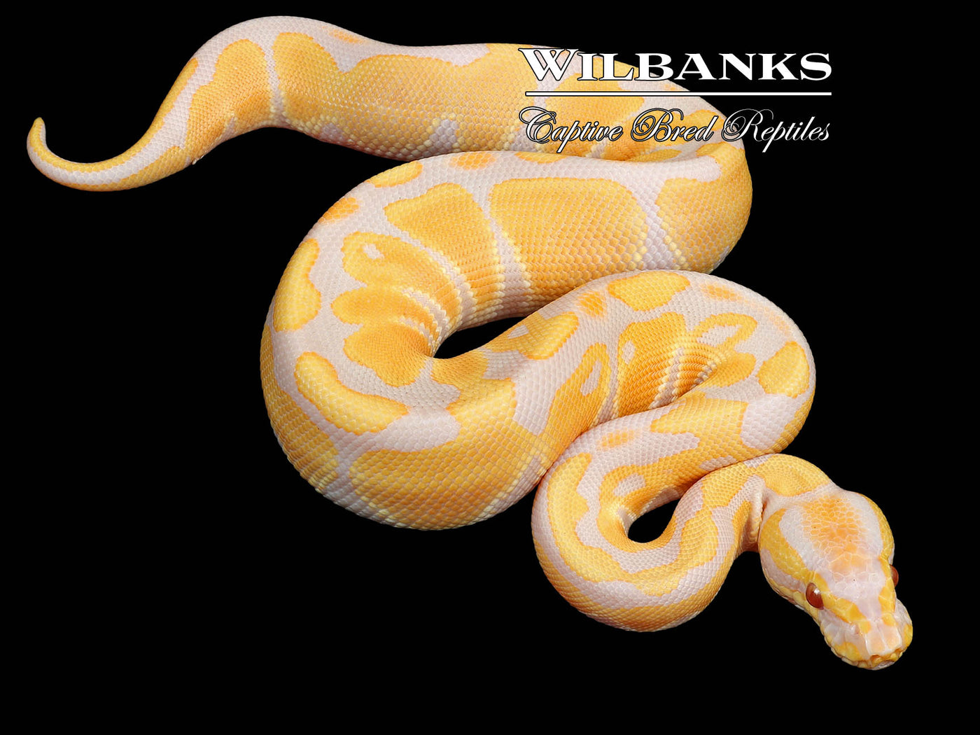 Candy Ball Python ♂ '23
