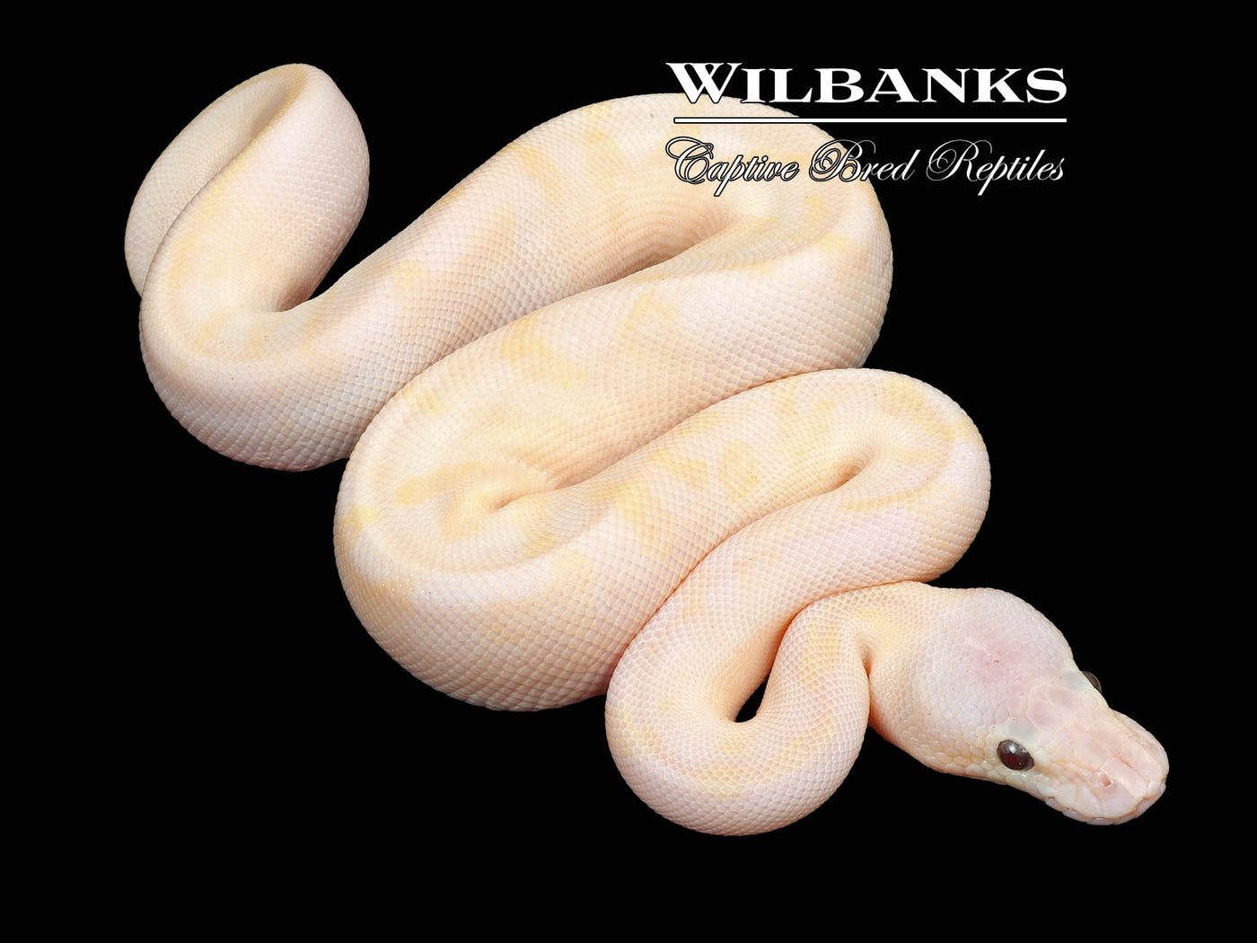 Leopard Banana Champagne Pastel (Female Maker) Ball Python ♂ '23